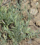 Image of Yellowstone milkvetch