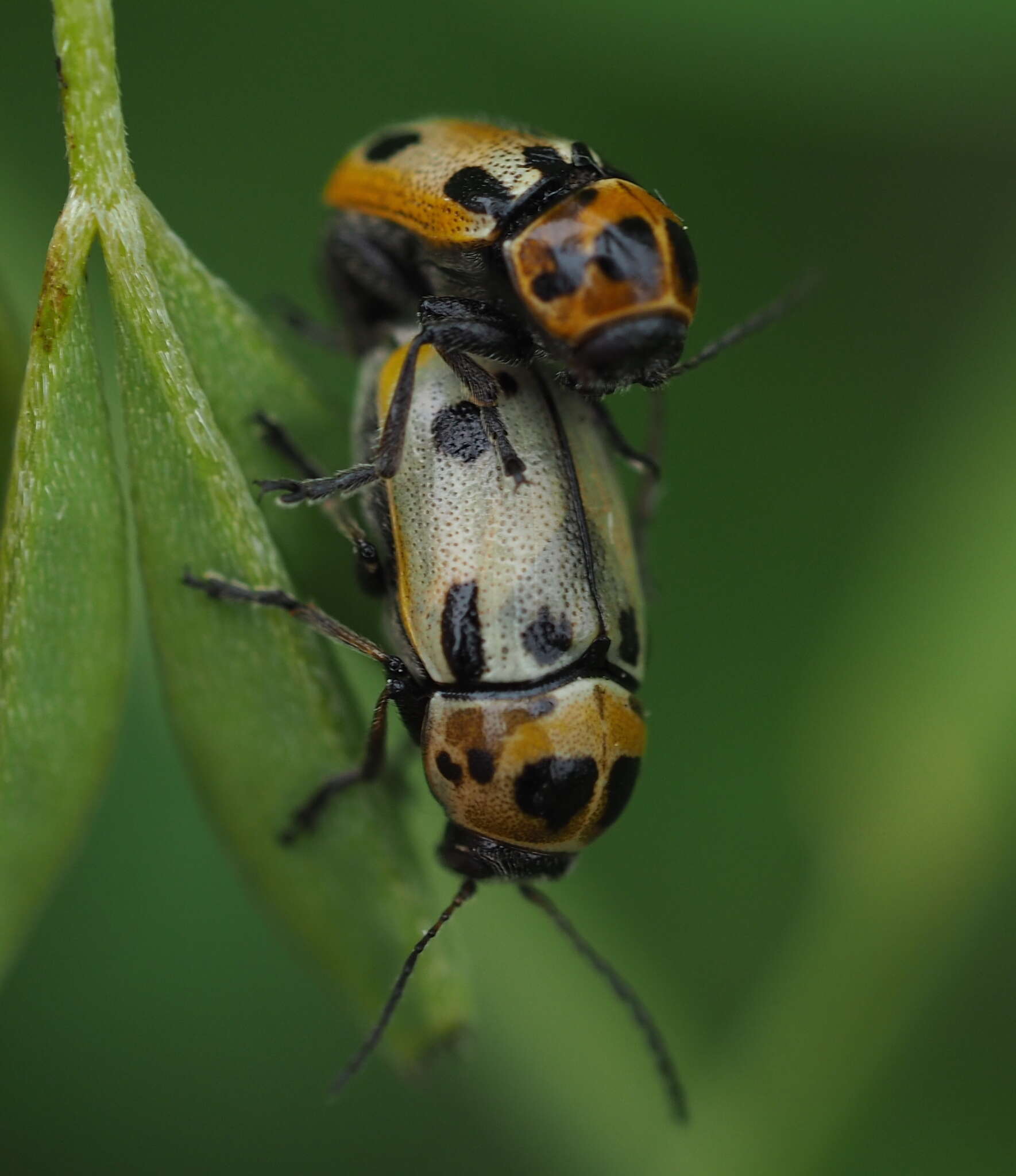 Image of <i>Cryptocephalus quatuordecimmaculatus</i>