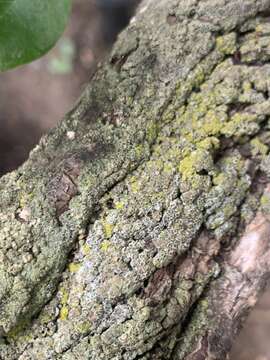 Image of rim lichen