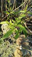 Image of Eupatorium formosanum Hayata