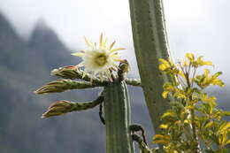 Image de Trichocereus macrogonus var. pachanoi