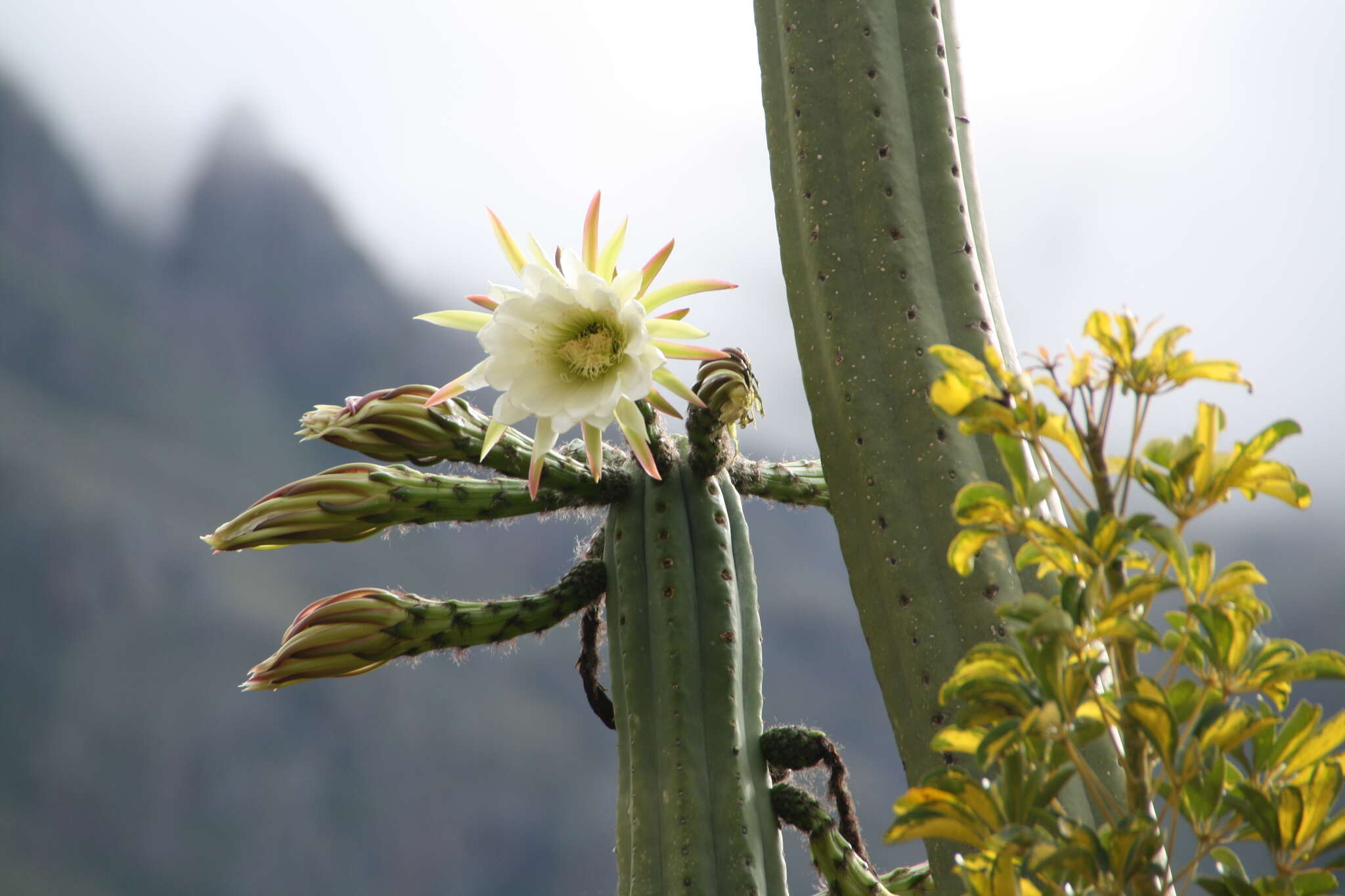 Image de Trichocereus macrogonus var. pachanoi