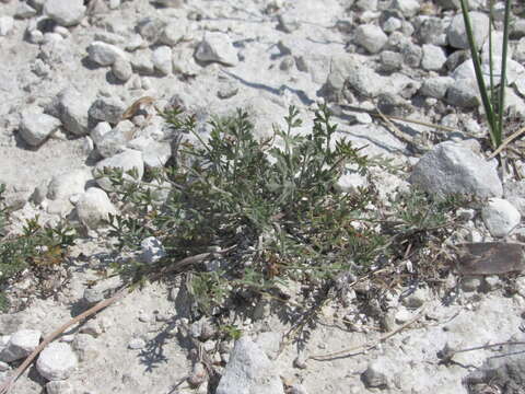 Imagem de Pimpinella tragium subsp. titanophila (Woronow) Tutin