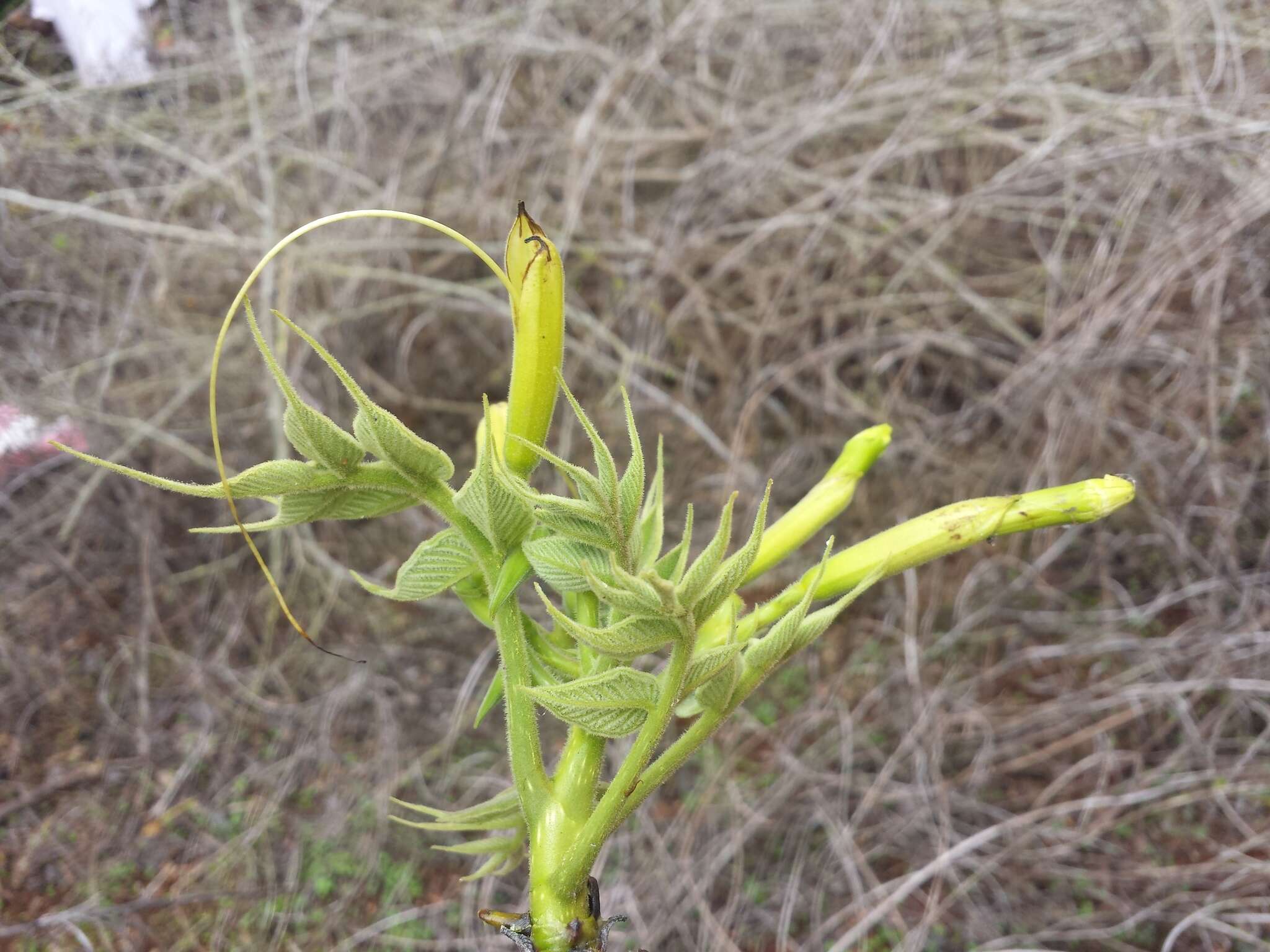 Imagem de Stereospermum longiflorum Capuron