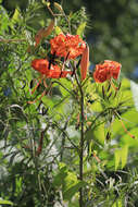 Image of Lilium leichtlinii var. maximowiczii (Regel) Baker