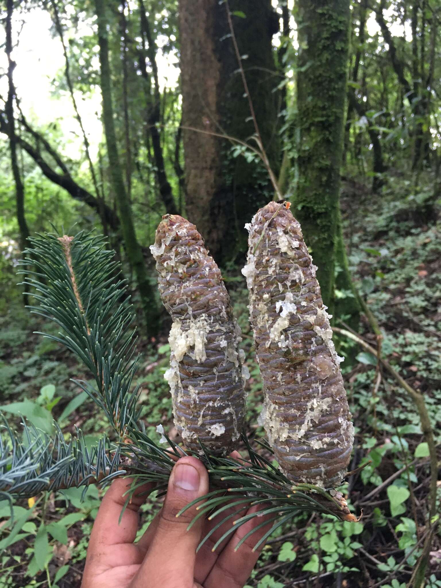 Image of Abies guatemalensis var. jaliscana Martínez