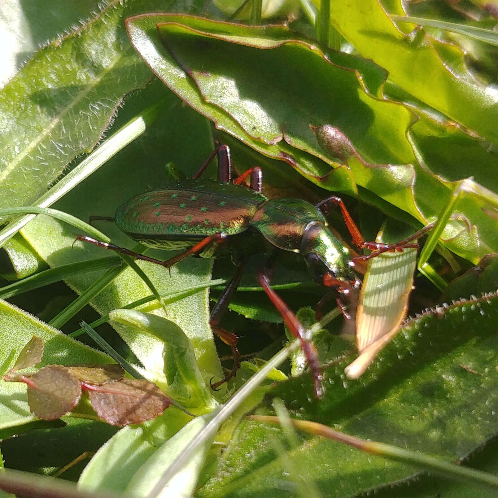 Image of Carabus (Platycarabus) fabricii Panzer 1810