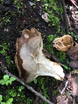 Helvella costifera Nannf. 1953 resmi