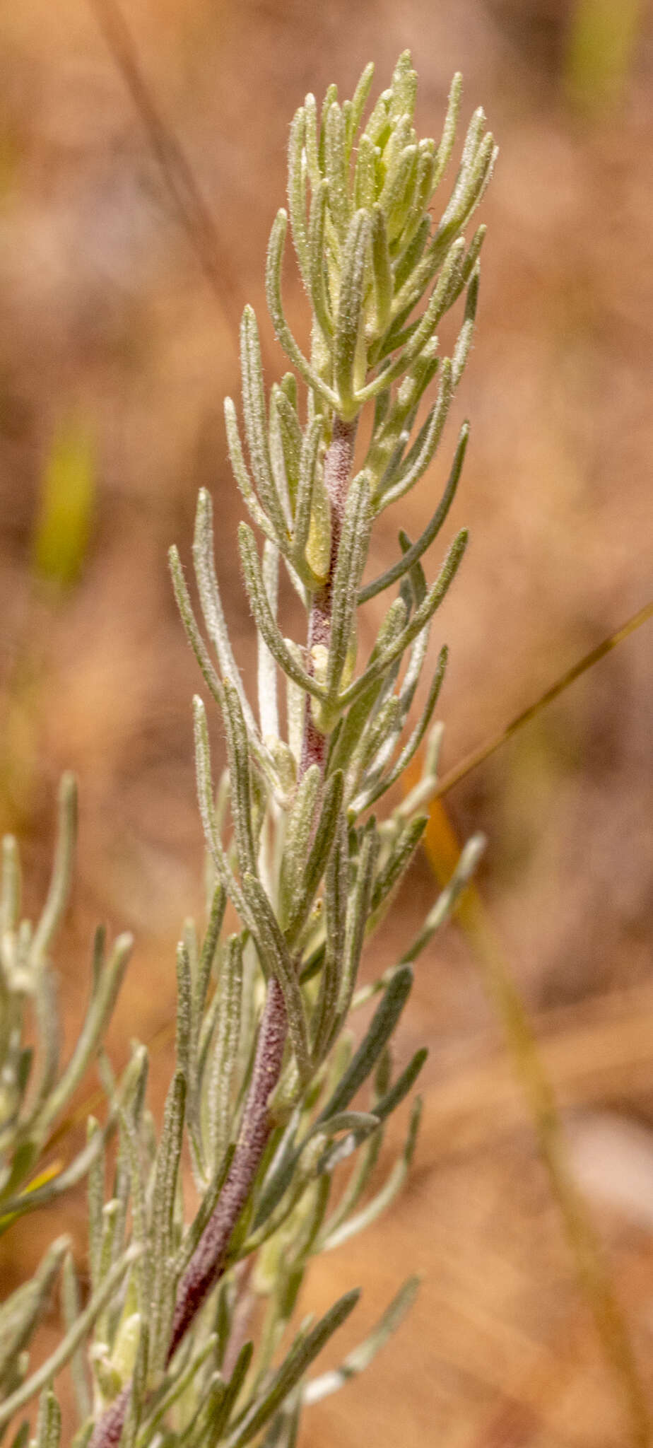 Sivun Artemisia rigida (Nutt.) A. Gray kuva