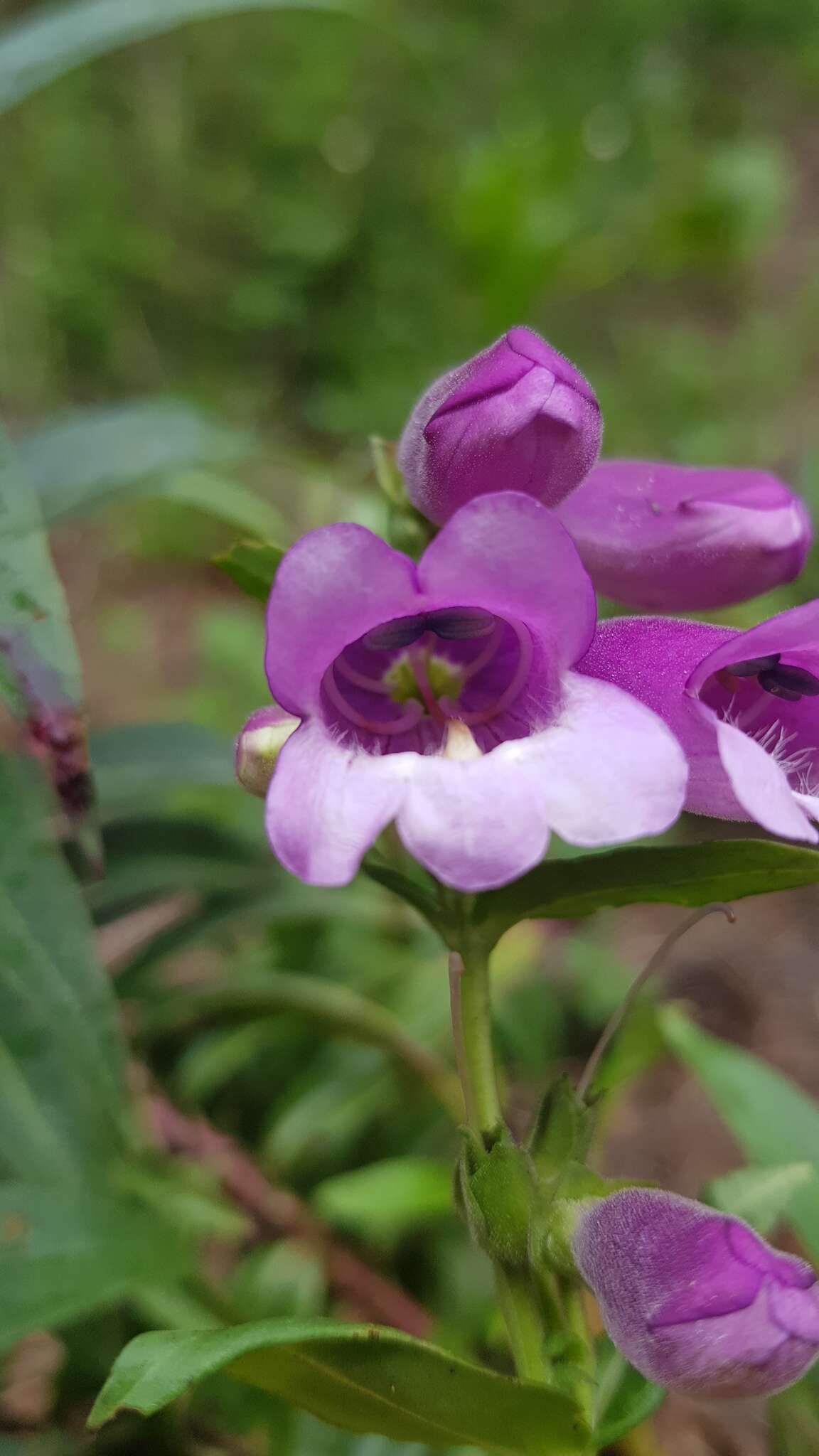 Penstemon gentianoides (Kunth) Poir.的圖片