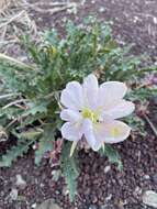 Image de Oenothera cespitosa subsp. marginata (Nutt. ex Hook. & Arn.) Munz