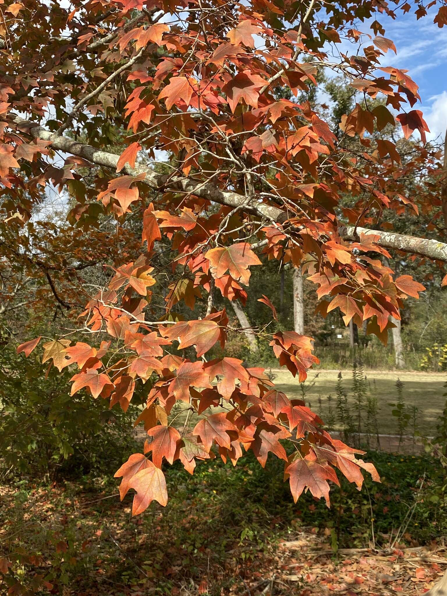 صورة Acer leucoderme Small