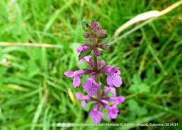 Imagem de Stachys bogotensis Kunth