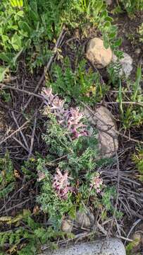 Image of field fumitory