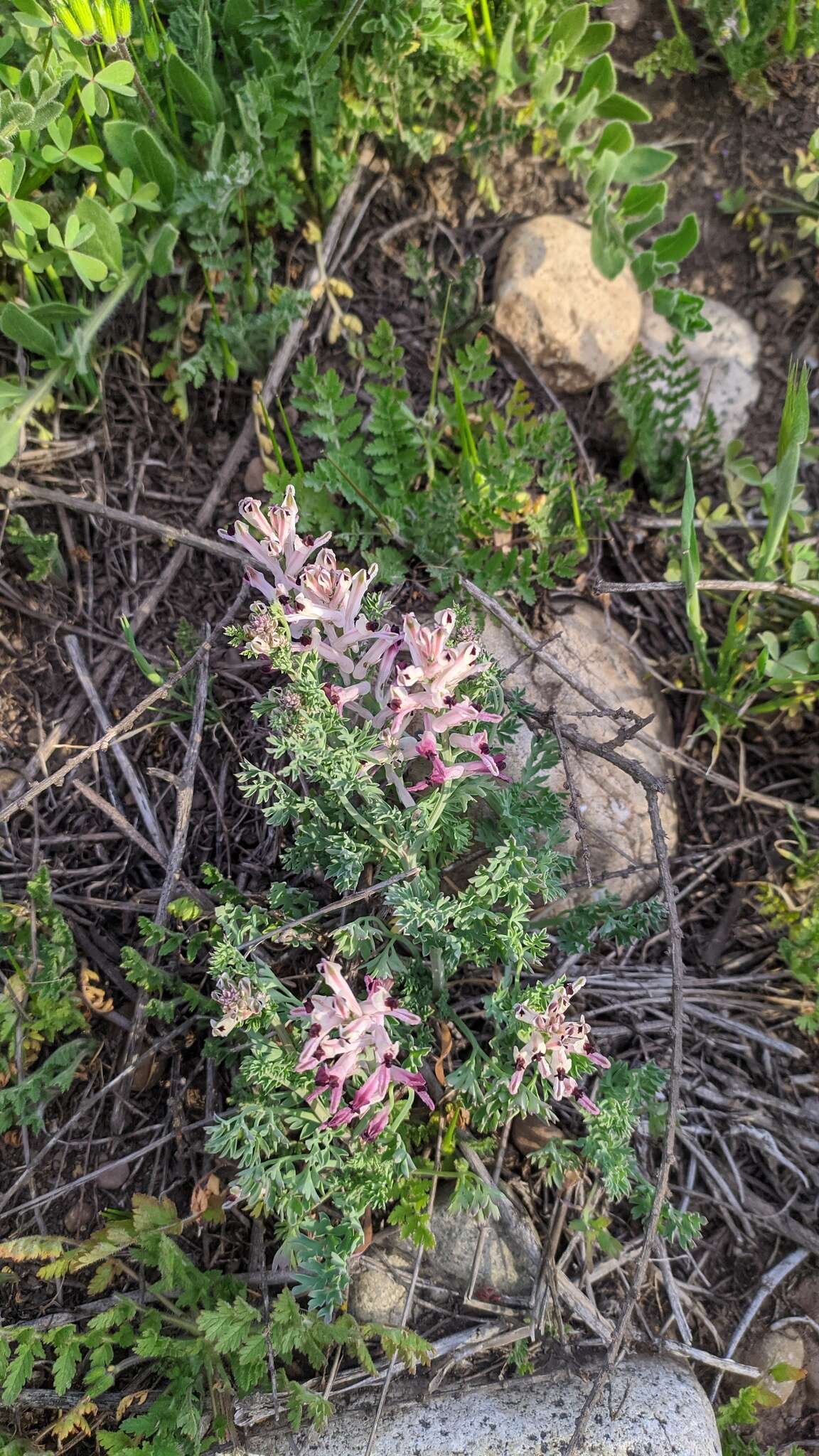 Image of field fumitory