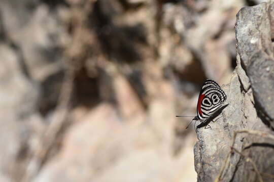 صورة Diaethria clymena Cramer 1775