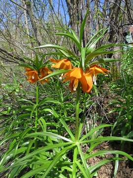 Image of Fritillaria eduardii A. Regel ex Regel