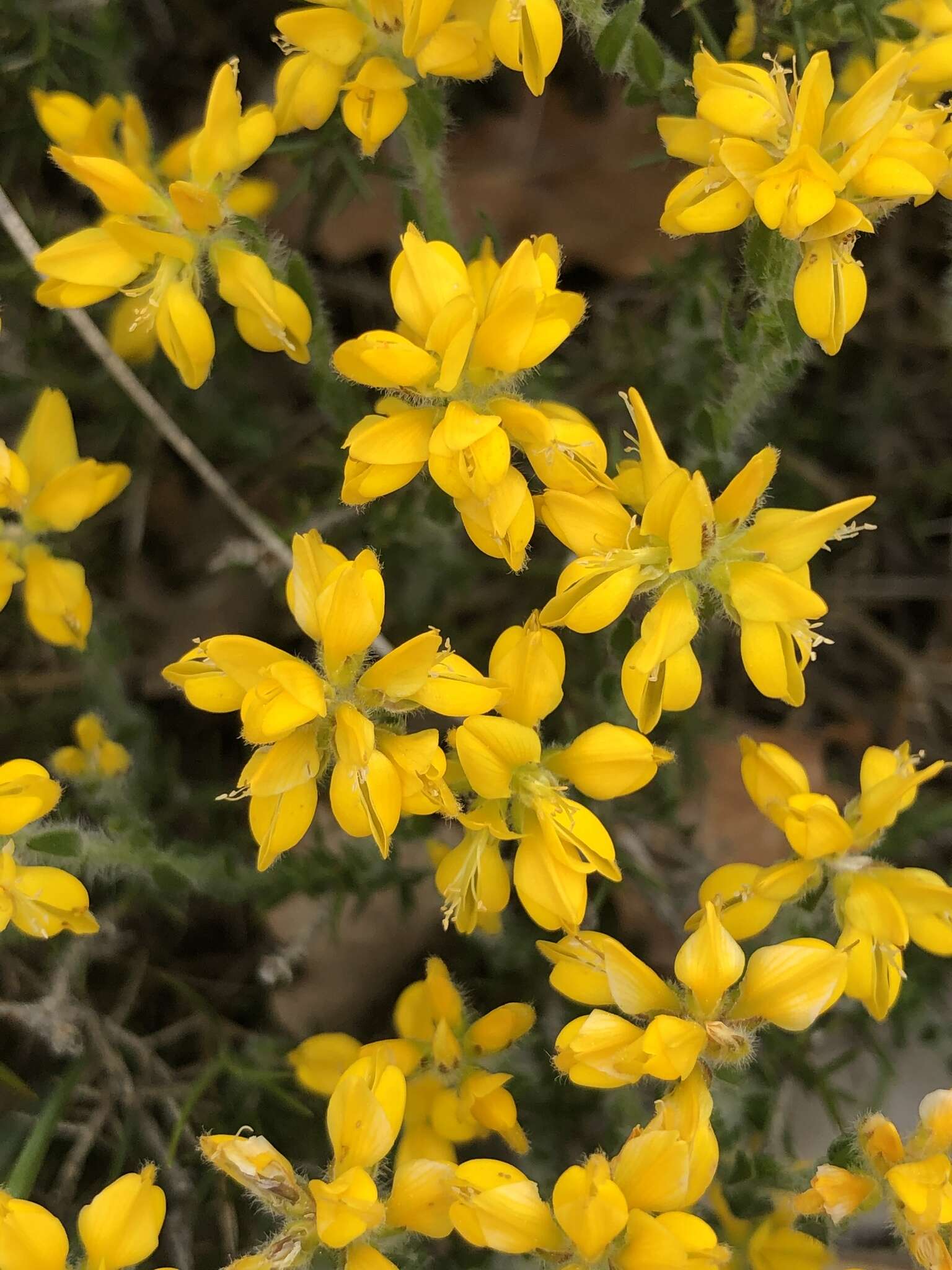 Image of Genista hispanica subsp. hispanica