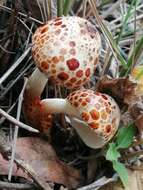 Image of Leucocoprinus badhamii (Berk. & Broome) Locq. 1943