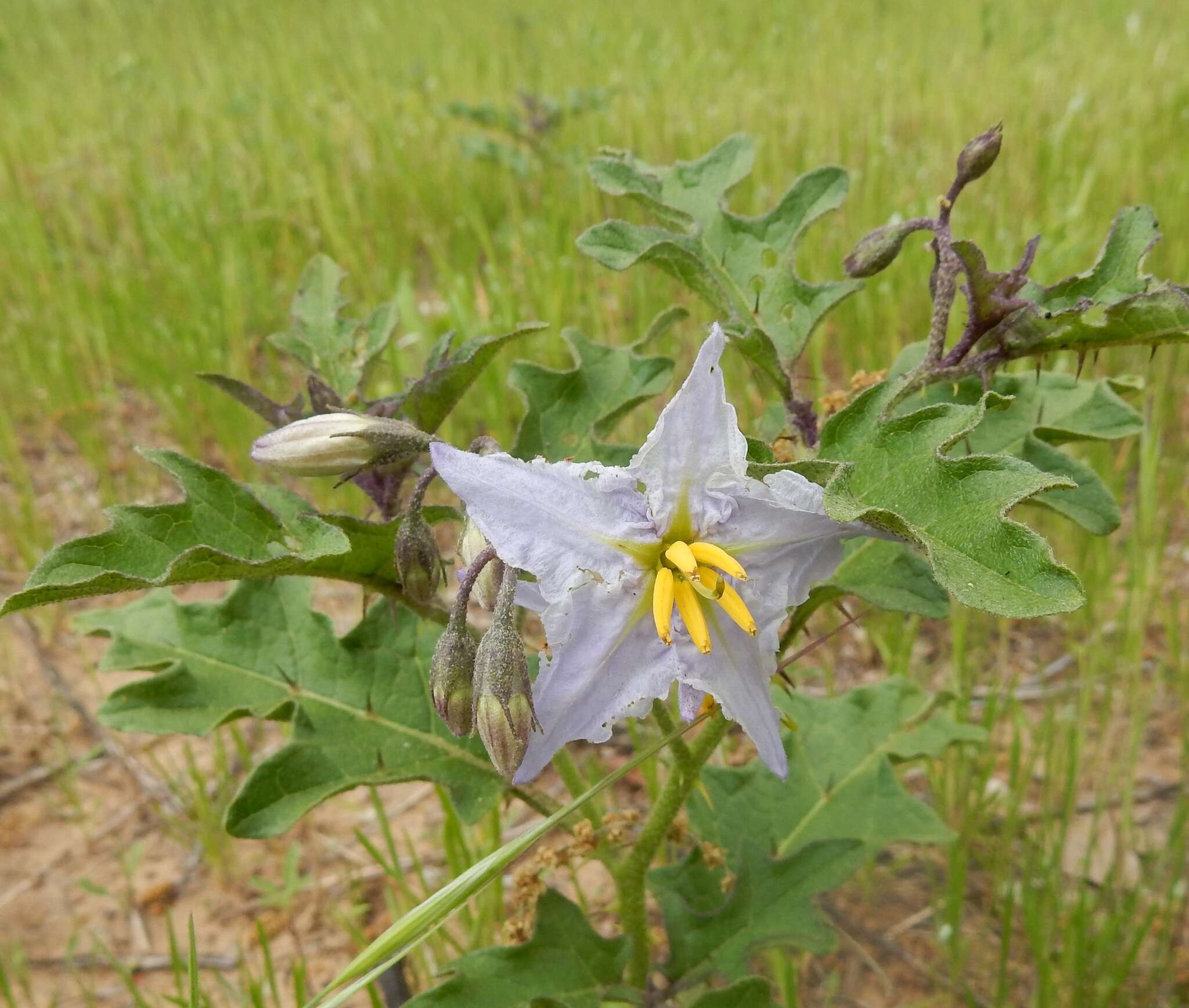 Imagem de Solanum dimidiatum Rafin.