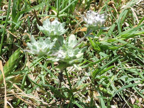 Image of bighead pygmycudweed