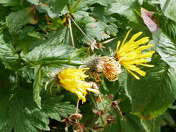 Image of Pyrenean Hawksbeard