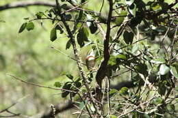 Image of Chestnut-sided Shrike-Vireo
