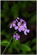 Imagem de Hesperis pycnotricha Borbás