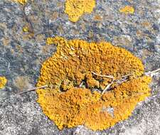 Imagem de Xanthoria calcicola Oxner