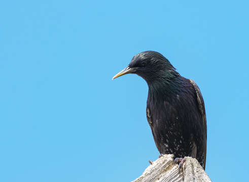 Sivun Sturnus vulgaris tauricus Buturlin 1904 kuva