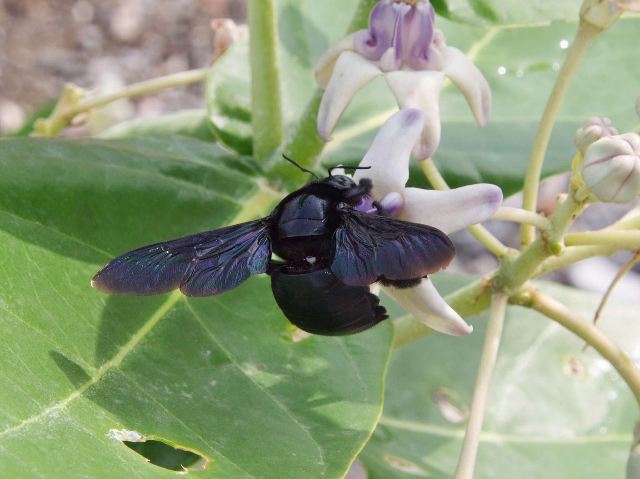 Plancia ëd Xylocopa perforator Smith 1861