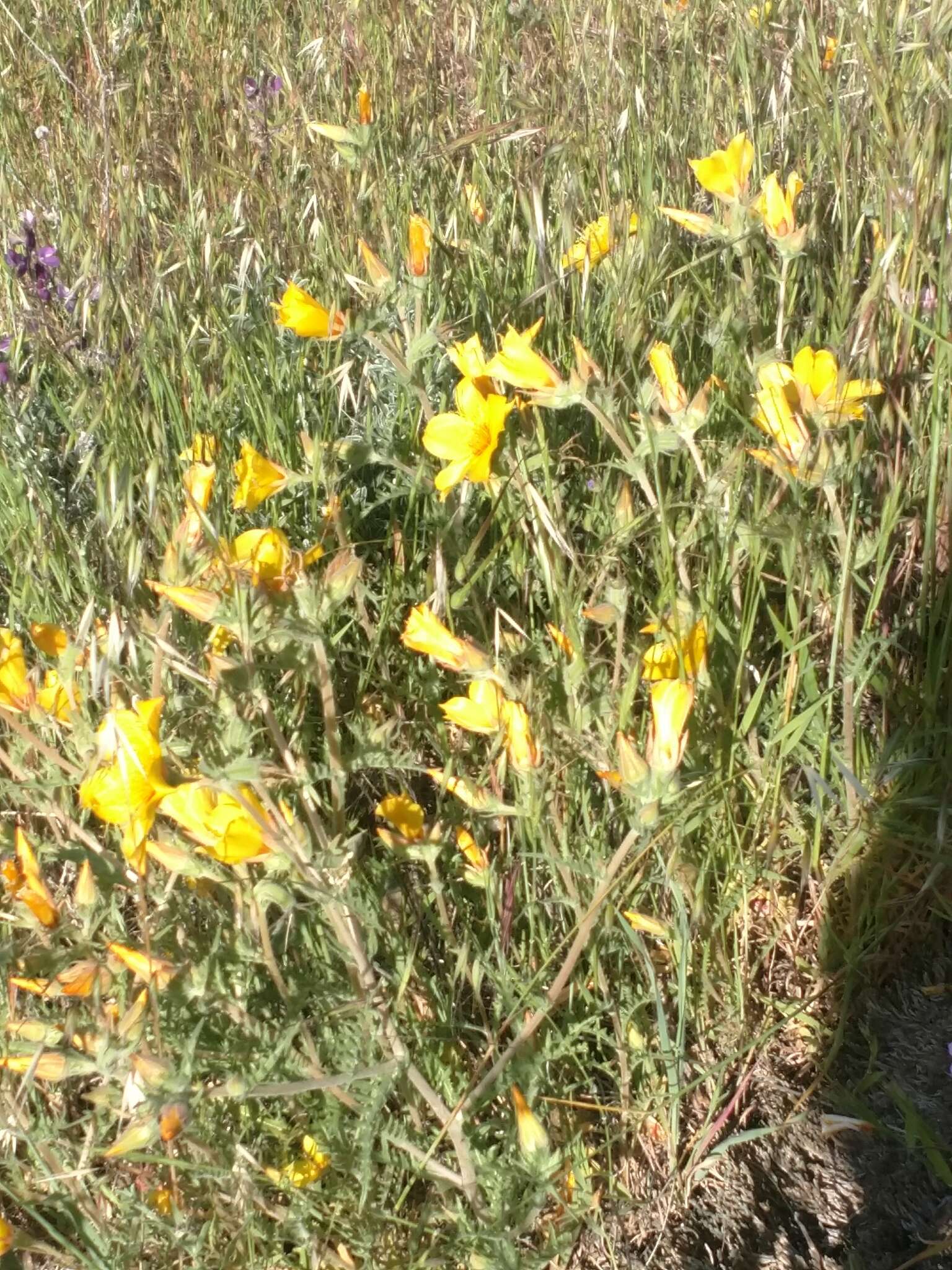 Image of Lindley's blazingstar