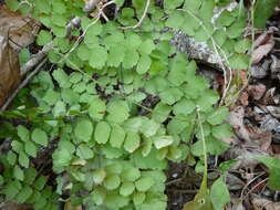 Adiantum amplum C. Presl的圖片