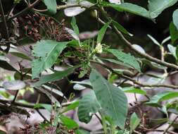 Image of tobacco