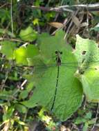 Image de Hypolestes hatuey Torres-Cambas 2015