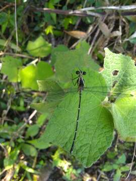 Image of Hypolestes hatuey Torres-Cambas 2015