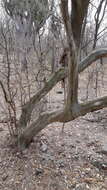 Sivun Chloroleucon mangense var. leucospermum (Brandegee) Barneby & J. W. Grimes kuva