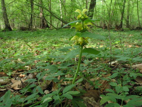 Слика од Lamium galeobdolon subsp. galeobdolon