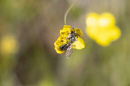 Image of Andrena caerulea Smith 1879