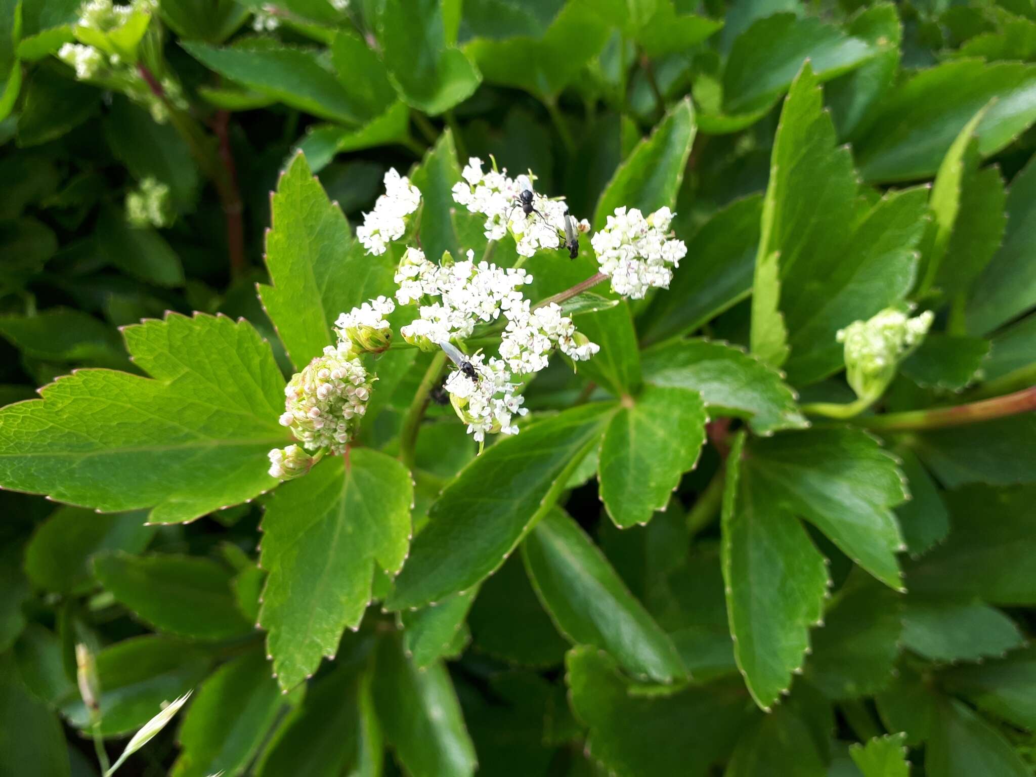 Imagem de Ligusticum scoticum L.