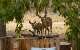 Tragelaphus sylvaticus resmi