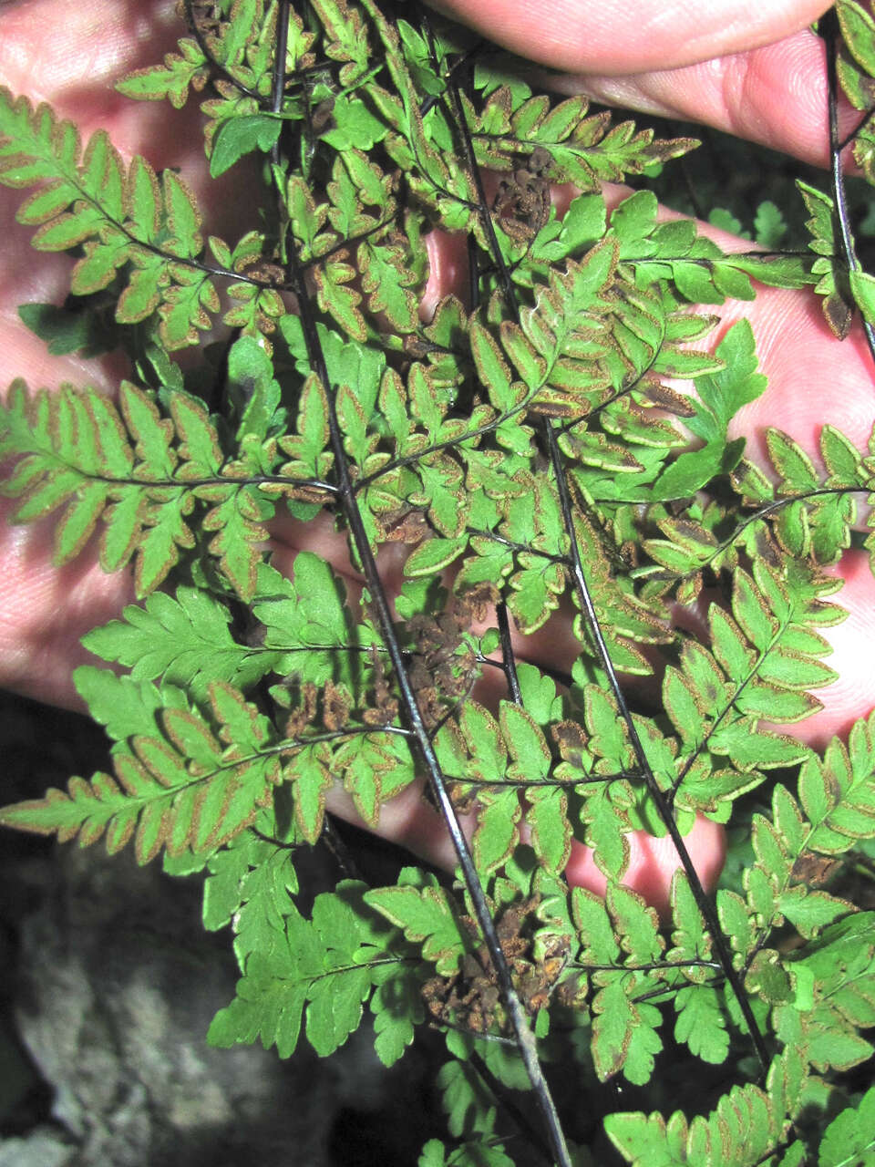 Myriopteris alabamensis (Buckley) Grusz & Windham resmi