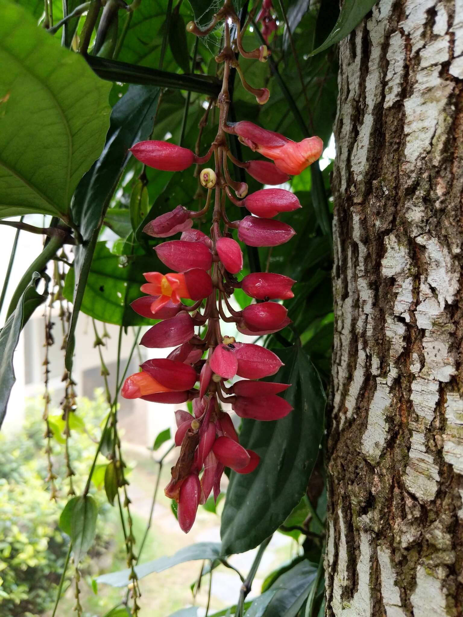 Plancia ëd Thunbergia coccinea Wall.