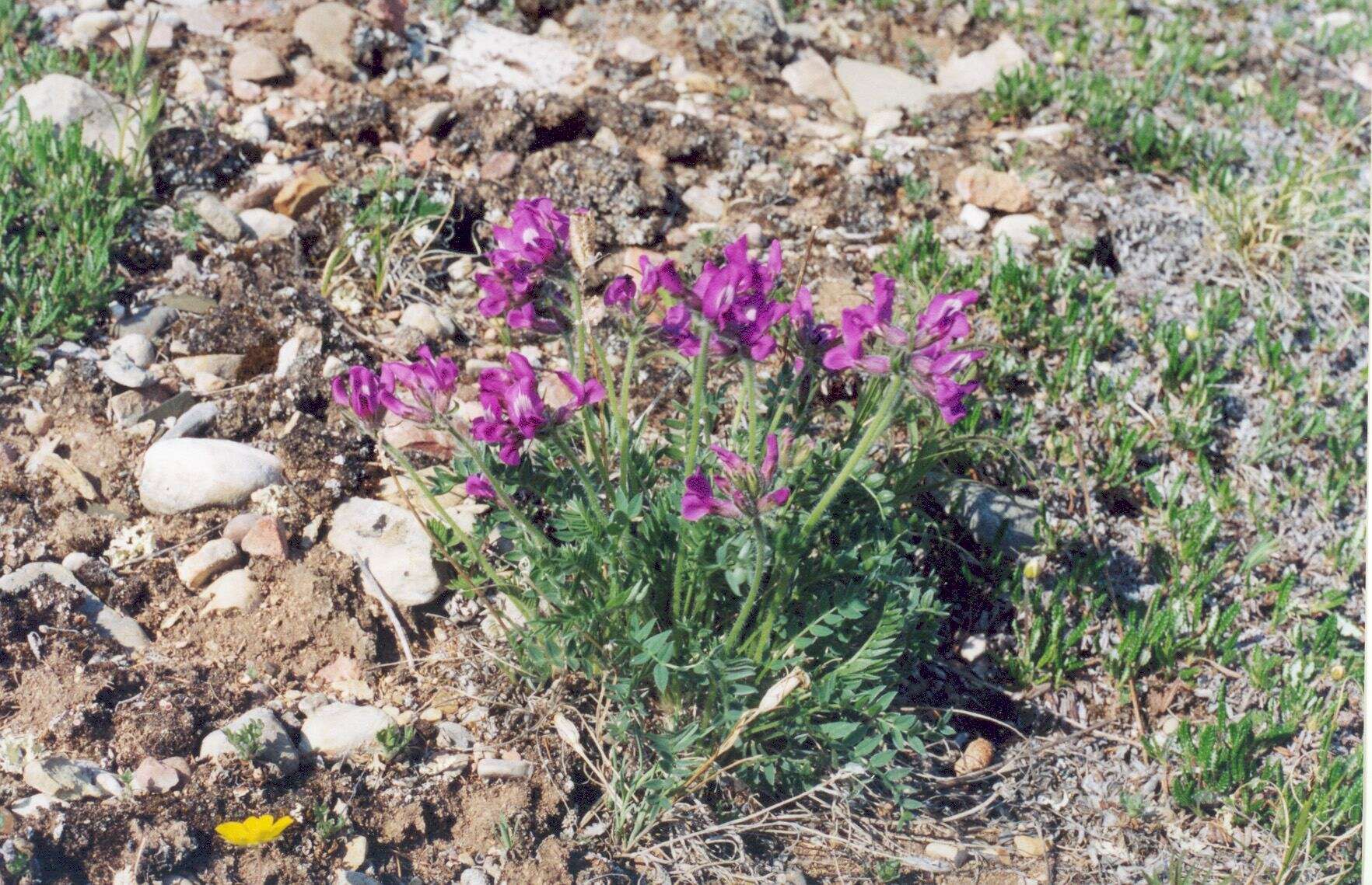 Image of Oxytropis arctica subsp. taimyrensis