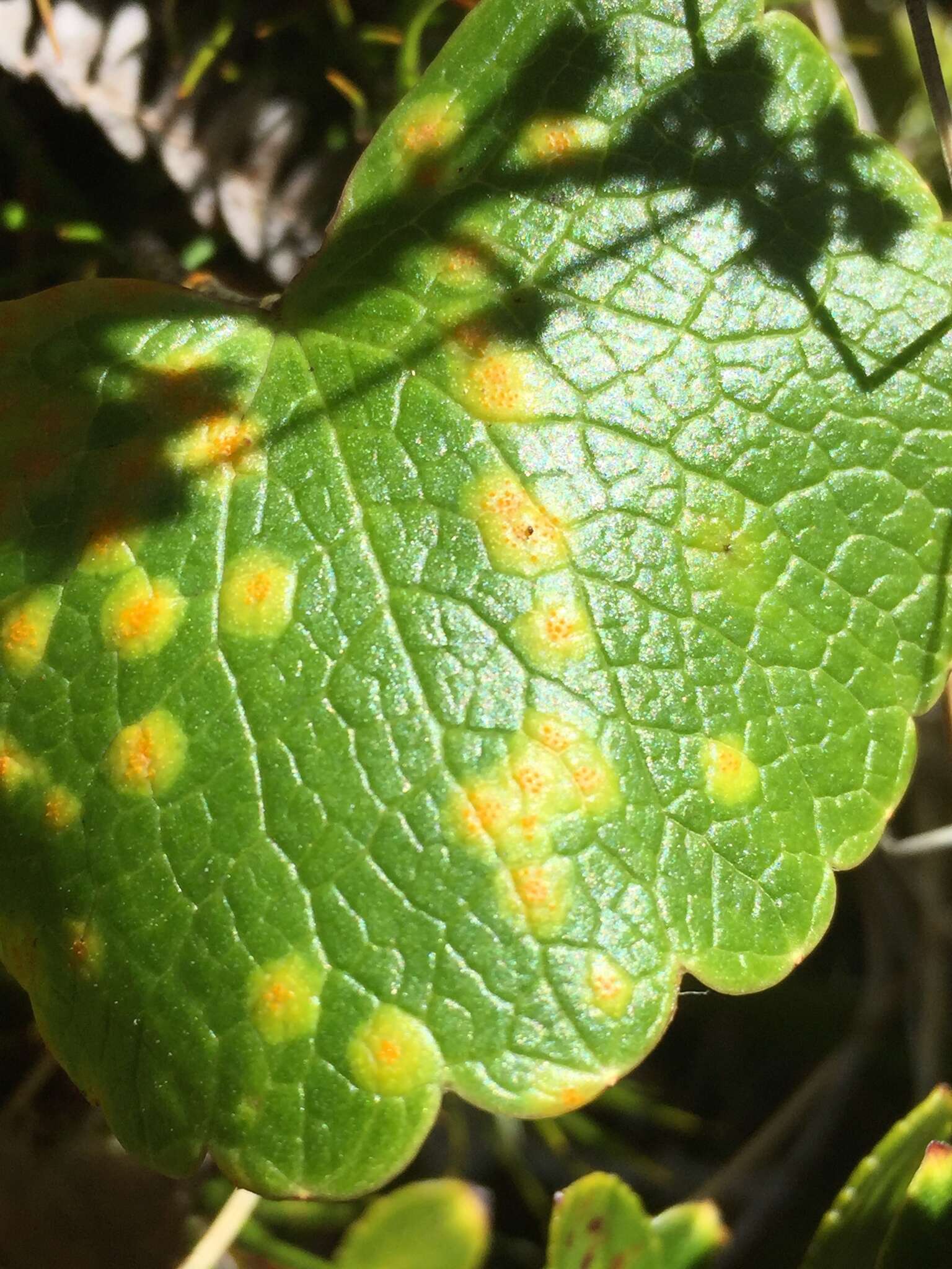 Image of Aecidium ranunculi-lyallii G. Cunn. 1930