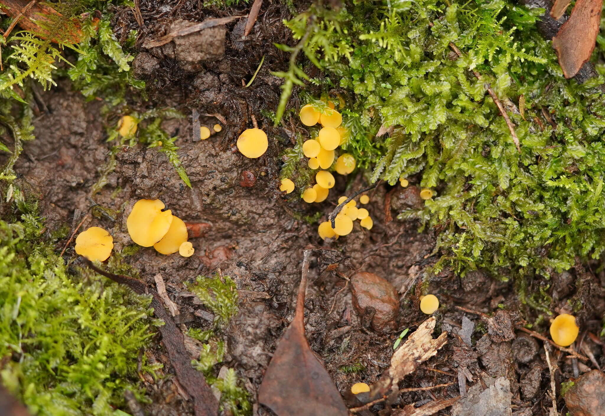 Image of Phaeohelotium