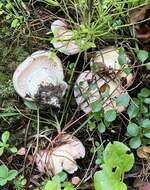 Image of Hygrophorus pudorinus (Fr.) Fr. 1836