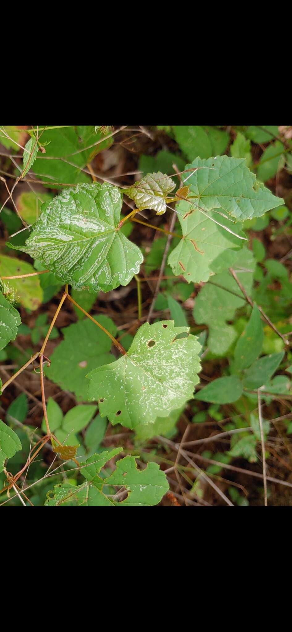 Image of Phyllocnistis vitegenella Clemens 1859