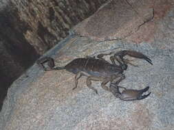 Image of Flat rock scorpion