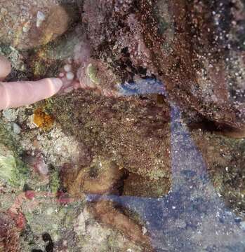 Image of California two-spot octopus